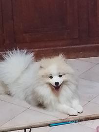 Disponibile per monta