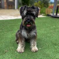 Schnauzer nano disponibile per monta