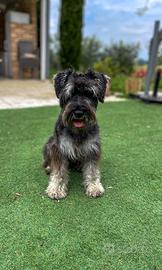 Schnauzer nano disponibile per monta