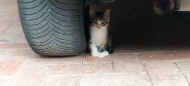 Gattini pelo semi lungo