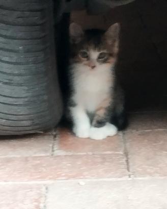 Gattini pelo semi lungo