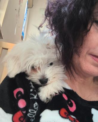 Maltese