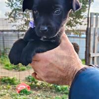 Cuccioli e cucciole disponibili