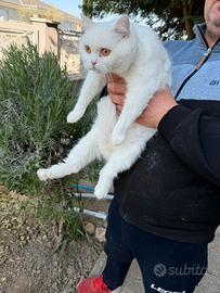 Gattina British Shorthair