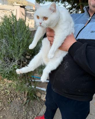 Gattina British Shorthair