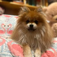 Spitz tedesco nano/ Pomerania per monta