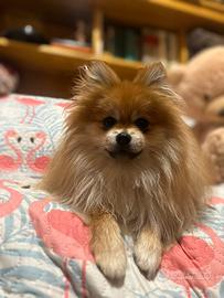 Spitz tedesco nano/ Pomerania per monta