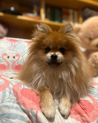 Spitz tedesco nano/ Pomerania per monta