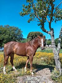 Puledra