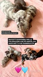Bassotto