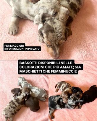 Bassotto