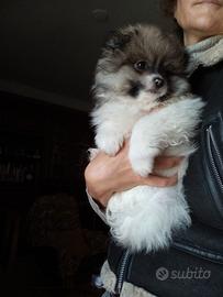 Cuccioli di volpino Spitz tedesco