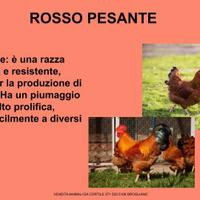 Galline ornamentali rosso pesante