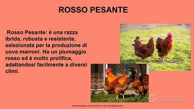 Galline ornamentali rosso pesante