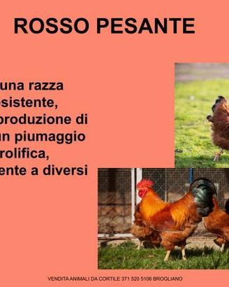 Galline ornamentali rosso pesante