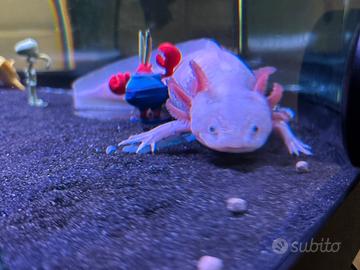 Axolotl