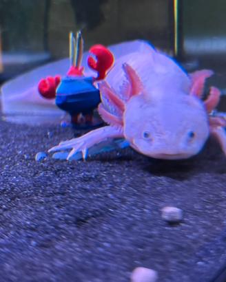 Axolotl