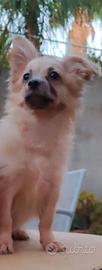 Spitz tedesco e pomerania