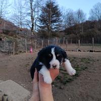Cuccioli Australian sheperd black tricolor