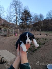 Cuccioli Australian sheperd black tricolor