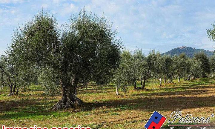 Terreno agricolo - Fondi