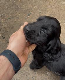 Cucciola cane cocker