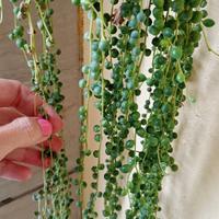 Curio rowleyanus o senecio a collana del rosario