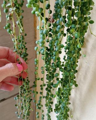 Curio rowleyanus o senecio a collana del rosario