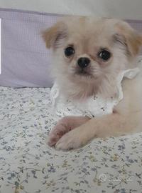 Chihuahua femmina con pedigree enci