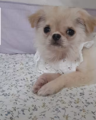 Chihuahua femmina con pedigree enci