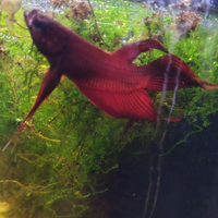 Coppia betta splendens rosso corallo