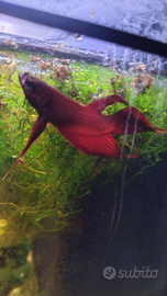 Coppia betta splendens rosso corallo