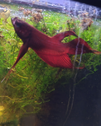 Coppia combattenti betta splendens rosso corallo