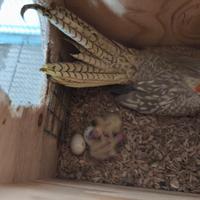 Pulli di calopsite da imbecco