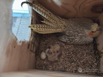 Pulli di calopsite da imbecco