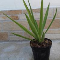 Yucca elephantipes tronchetto felicita'