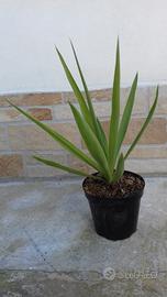 Yucca elephantipes tronchetto felicita'