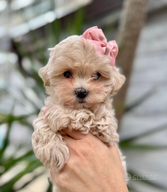 Maltipoo