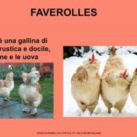 Galline ornamental: favoleress