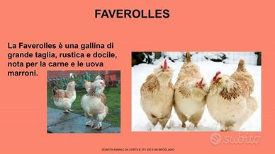 Galline ornamental: favoleress