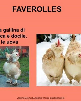 Galline ornamental: favoleress