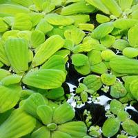 Pianta Galleggiante Acquario Tropicale Pistia 