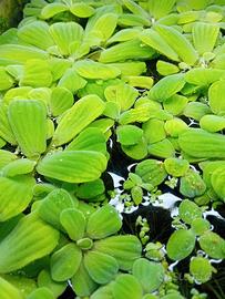 Pianta Galleggiante Acquario Tropicale Pistia 