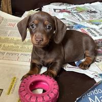 Cucciolo Bassotto Cioccolato