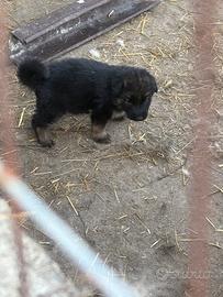 Cuccioli di pastore tedesco