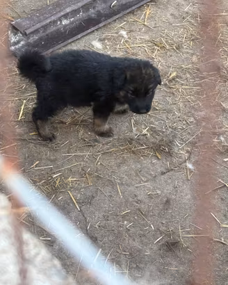 Cuccioli di pastore tedesco