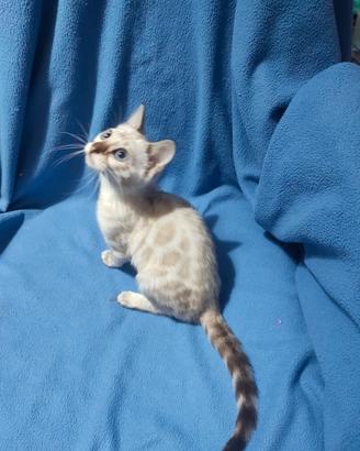 Splendida gattina Bengala 4 mesi 