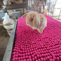 Coniglietto ariete nano