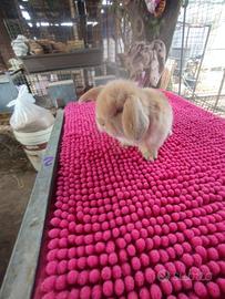 Coniglietto ariete nano