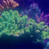 Talea Acropora Millepora "Sunset" (CTO)